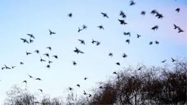 Research Funded by Leon Levy Foundation Finds Climate Change Is Leading to Unpredictable Ecosystem Disruption for Migratory Birds
